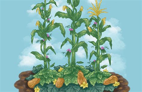 Three Sisters Crop Tradition