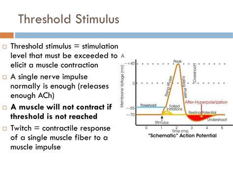 Threshold Stimulus In Muscle Contraction