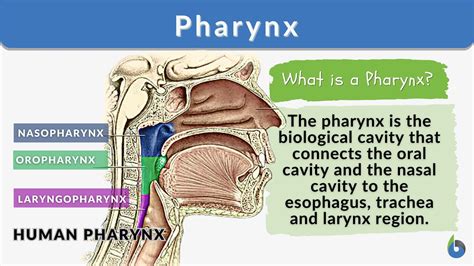 Throat Function & Disorders: Find Relief Now.