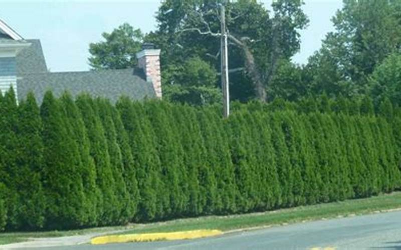 Thuja As A Privacy Fence: The Ultimate Guide
