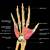 Thumb Anatomy Nerves