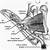 Thumb Flexor Tendon Anatomy