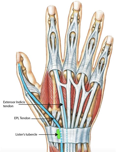 Extensor Muscles of thumb —