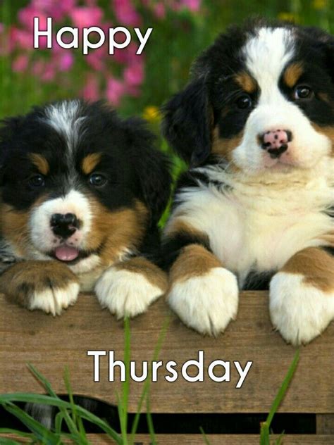 Thursday Puppy Images