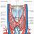 Thyroid Anatomy Muscles