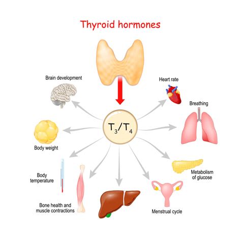 Thyroid Health: Functions, Issues & Solutions