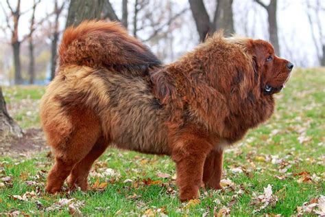 17 Pictures of Tibetan Mastiffs You Will Be Scared The Paws
