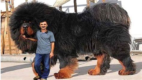Tibetan Mastiff Biggest Dog Breeds