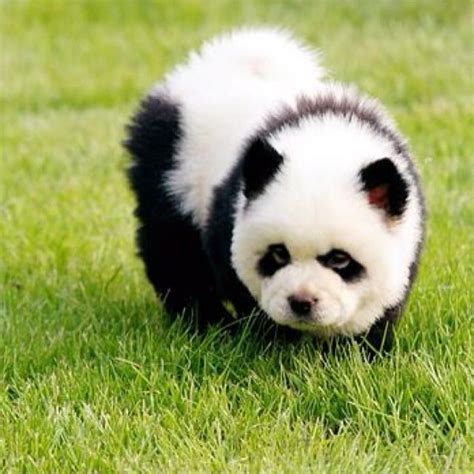 Tibetan Mastiff Panda Chow Chow Puppies For Sale