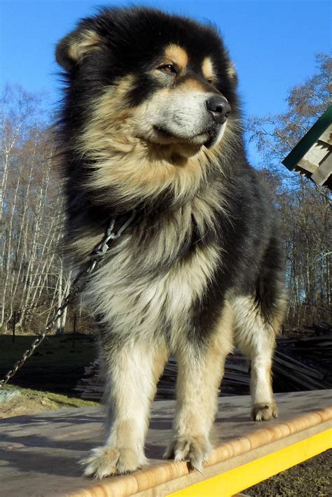 Tibetan Mastiff Samoyed Alaskan Malamute: The Majestic Dog Breeds Of
2023
