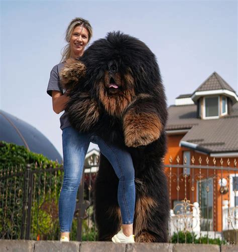 Tibetan Mastiff Size Comparison To Human