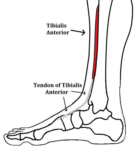The Tibialis Anterior Muscle, Its Attachments and Actions