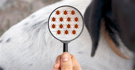 Tick Infestation Inspection