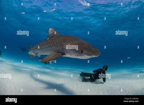 Tiger Shark Encounter