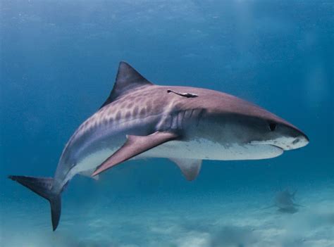 Tiger Shark Image