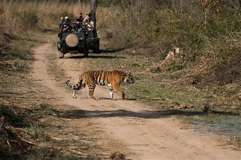 Tiger Sighting Ranthambore