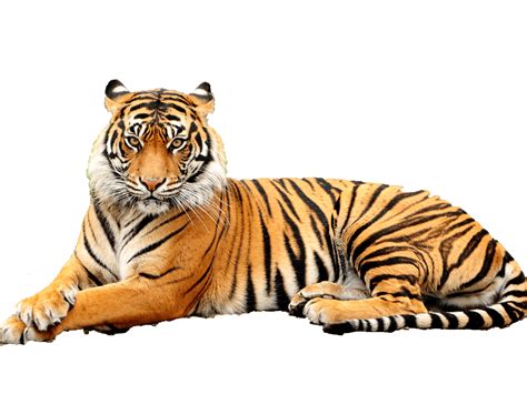 Tiger Transparent Background