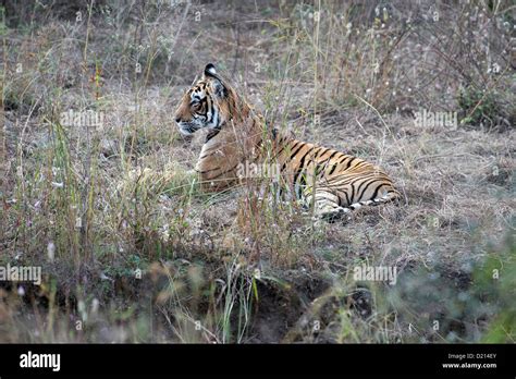 Tiger in Ranthambhore