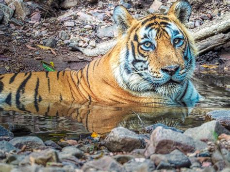Tiger tracking Ranthambore