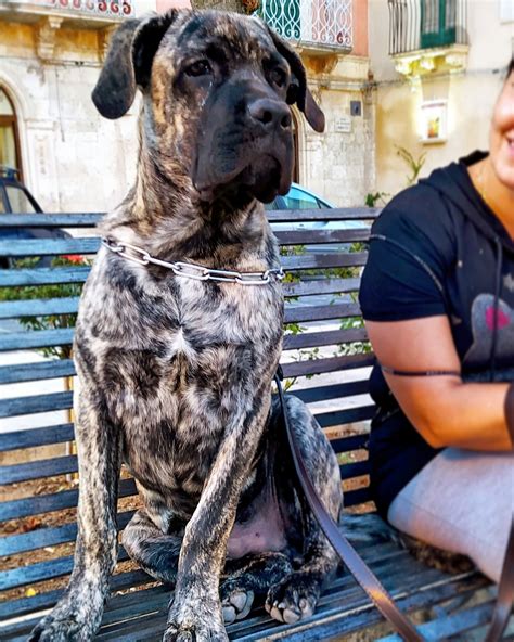 Tigrato Cane Corso Cucciolo: The Ultimate Guide