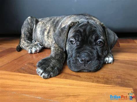 cucciole cane corso alta genealogia Vendita Cucciolo di Cane Corso a