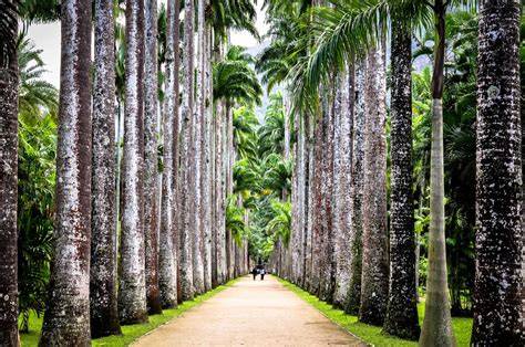 Tijuca Forest Botanical Garden