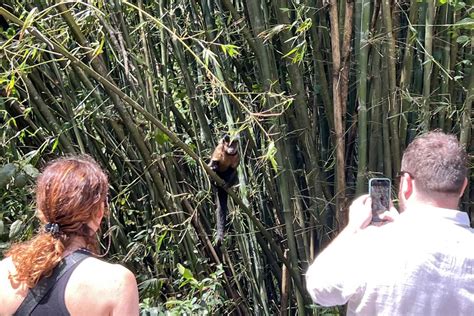 Tijuca Forest tour guide