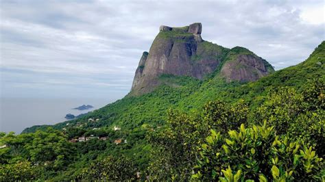 Tijuca Rain Forest Trees