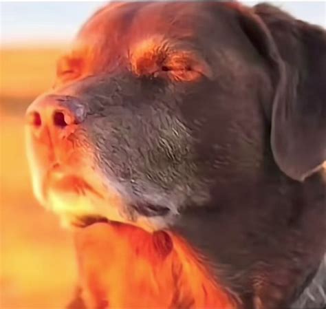 Tik Tok Dog Meme