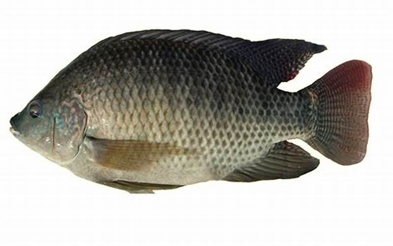 what fish are best for aquaponics