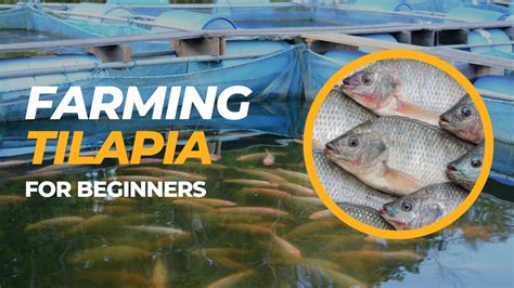 Challenges Faced by Tilapia Fish Farming Industry