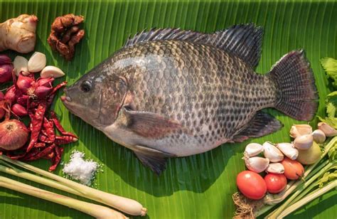 Tilapia Fish Good for You