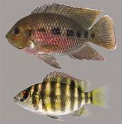Tilapia Fish Origins