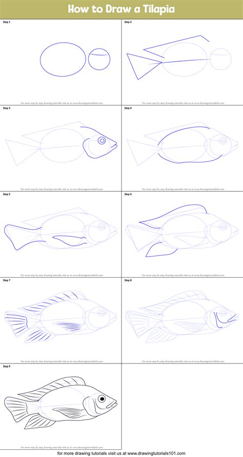 Tilapia drawing step by step