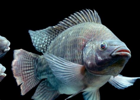 Tilapia fish appearance and characteristics