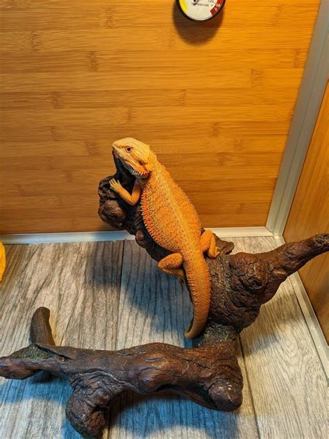 Tile For Bearded Dragon