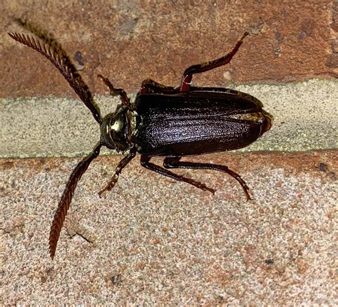 Tile Horned Prionus