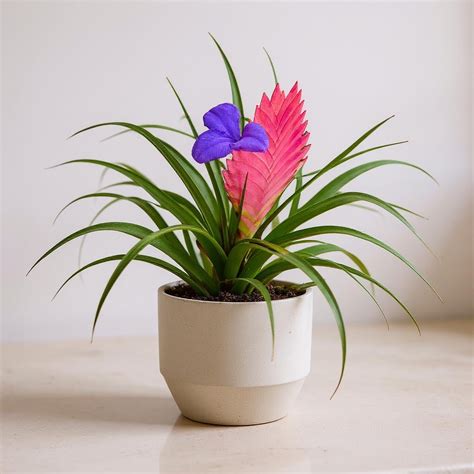 Tillandsia Cyanea Cats: A Guide To Caring For Your Feline-Friendly Houseplant
