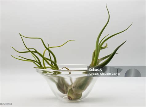 Tillandsia Moisture: Tips For Healthy Growth
