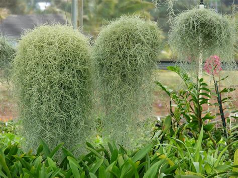 Tillandsia Usneoides
