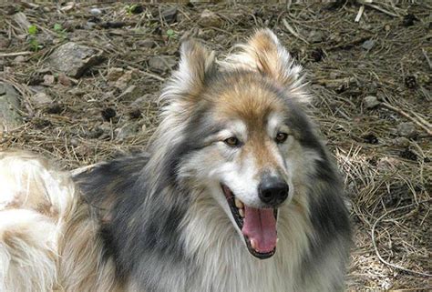 Baby Wolf and Border Collie Play Date YouTube