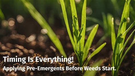 Timing Your Pre-Emergent Application