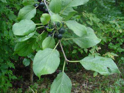 Timing is Everything When is the Best Time to Remove Buckthorn