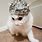 Tin Foil Hat Cat