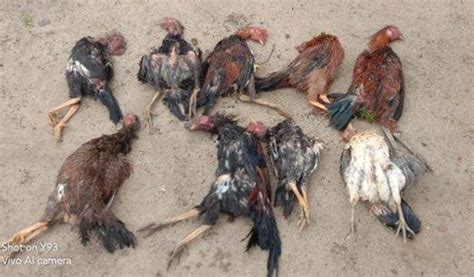 Tindakan Pencegahan untuk Mengurangi Risiko Ayam Mati Mendadak