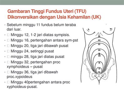 Tabel Tinggi Fundus Normal Sesuai Usia Kehamilan di Indonesia