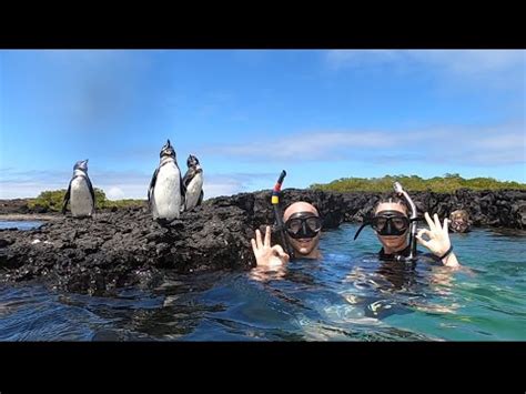 Tintoreras Islet Snorkeling