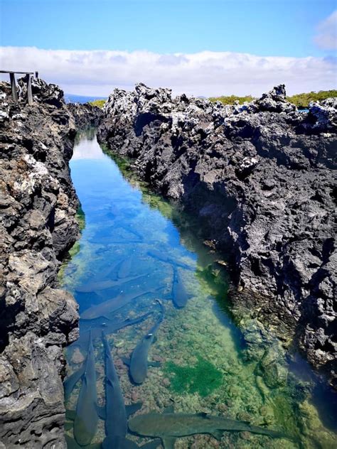 Tintoreras Tour Galapagos