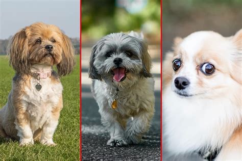 Tiny Dog Breeds