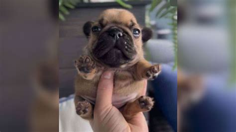 Tiny Dog Meme